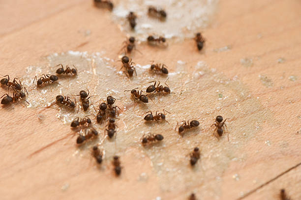 Best Exterminator Services  in Blanco, TX